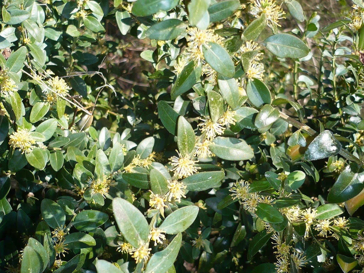 Buxus sempervirens (Buxaceae)